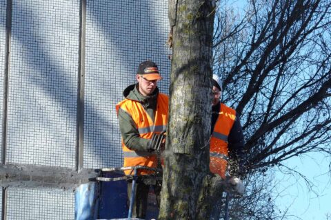 Tree Crown Reductions Nottinghamshire