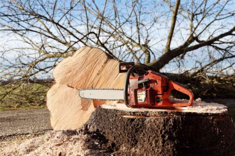 Tree Felling Nottinghamshire