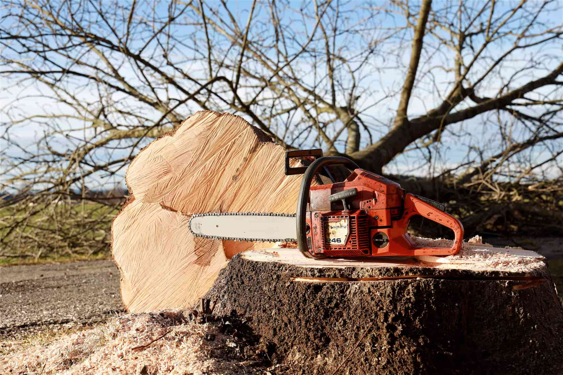 Tree felling experts Nottinghamshire