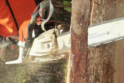 Local Tree Surgeons Nottinghamshire