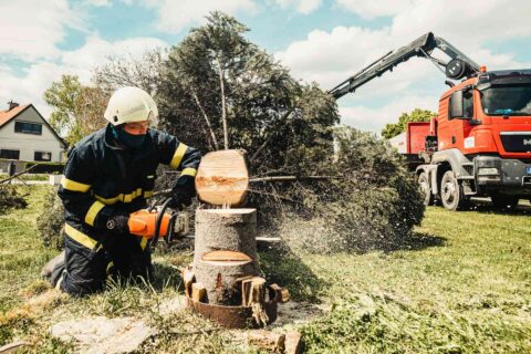 Qualified Tree Surgeons Nottinghamshire