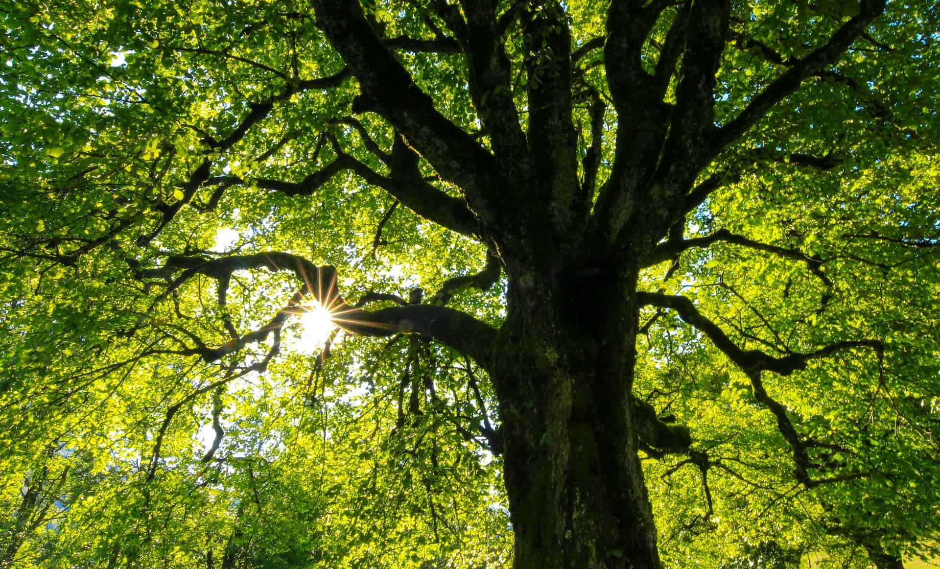 Tree surgeons near me Nottinghamshire